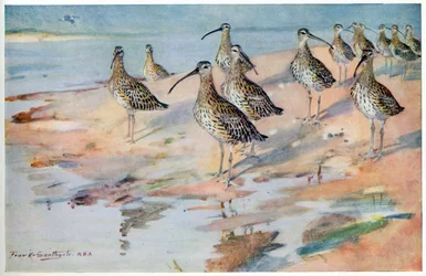 Brachvogel am Blakeney Point, Illustration aus 